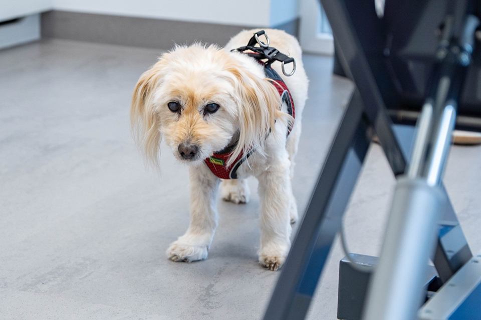 Kleiner Hund schaut sich im Behandlungsraum um