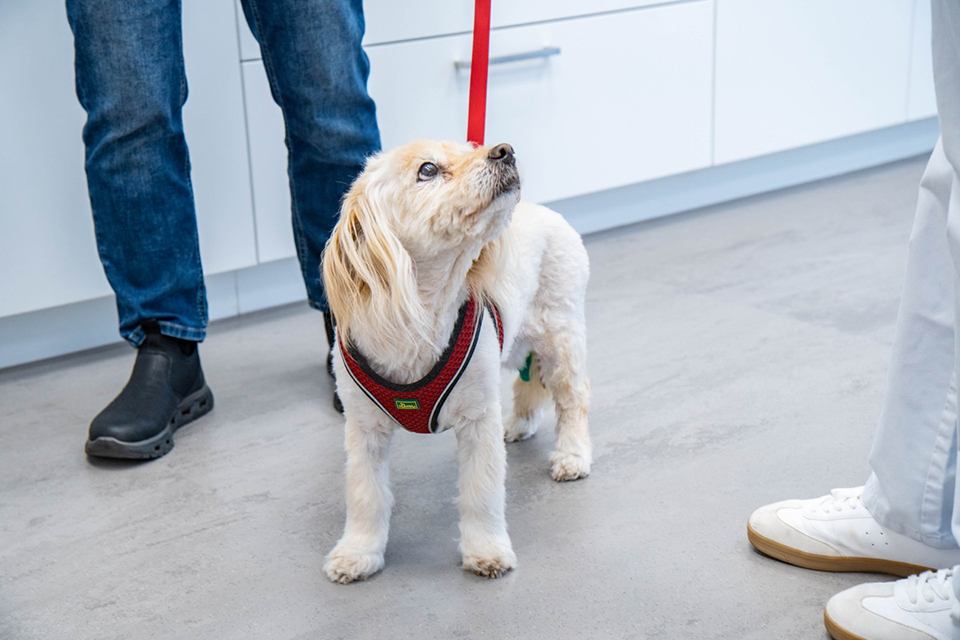 Kleiner, heller Hund schaut auf