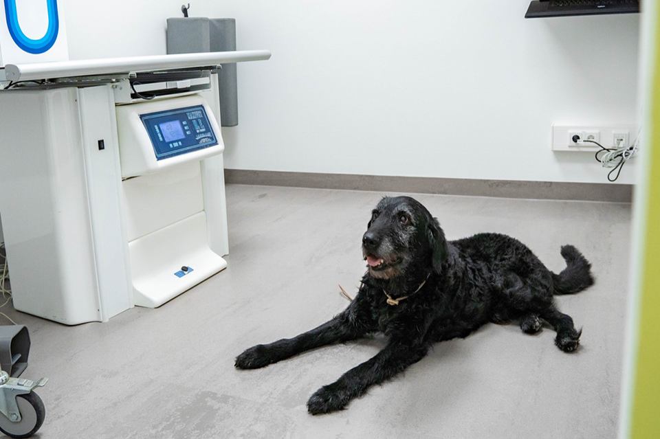 Großer, schwarzer Hund im Röntgenraum