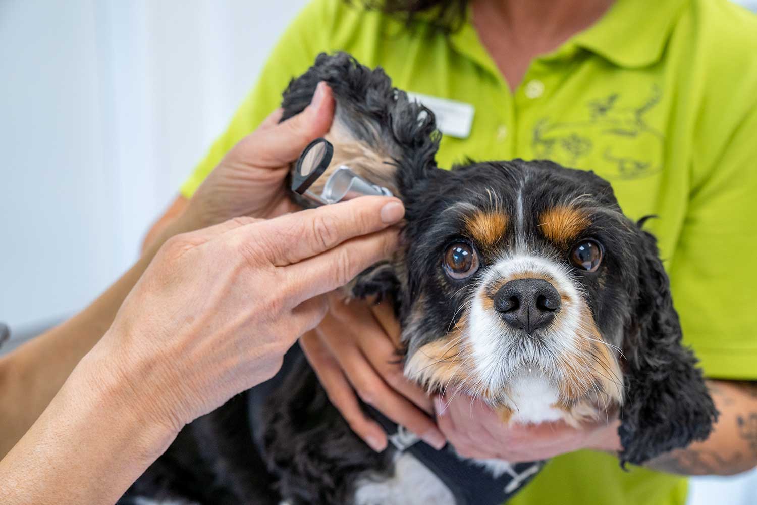 Das Ohr eines Hundes wird untersucht