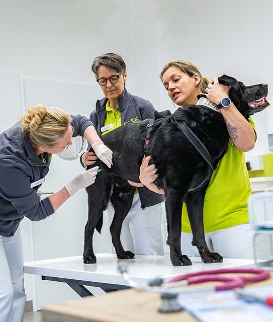 Einem schwarzen Hund wird Probe entnommen