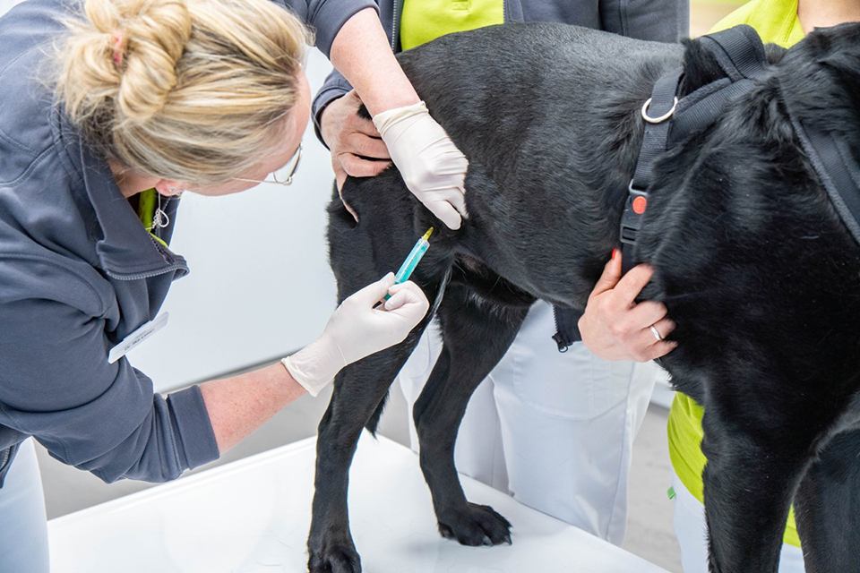 Per Spritze wird bei einem Hund eine Probe entnommen