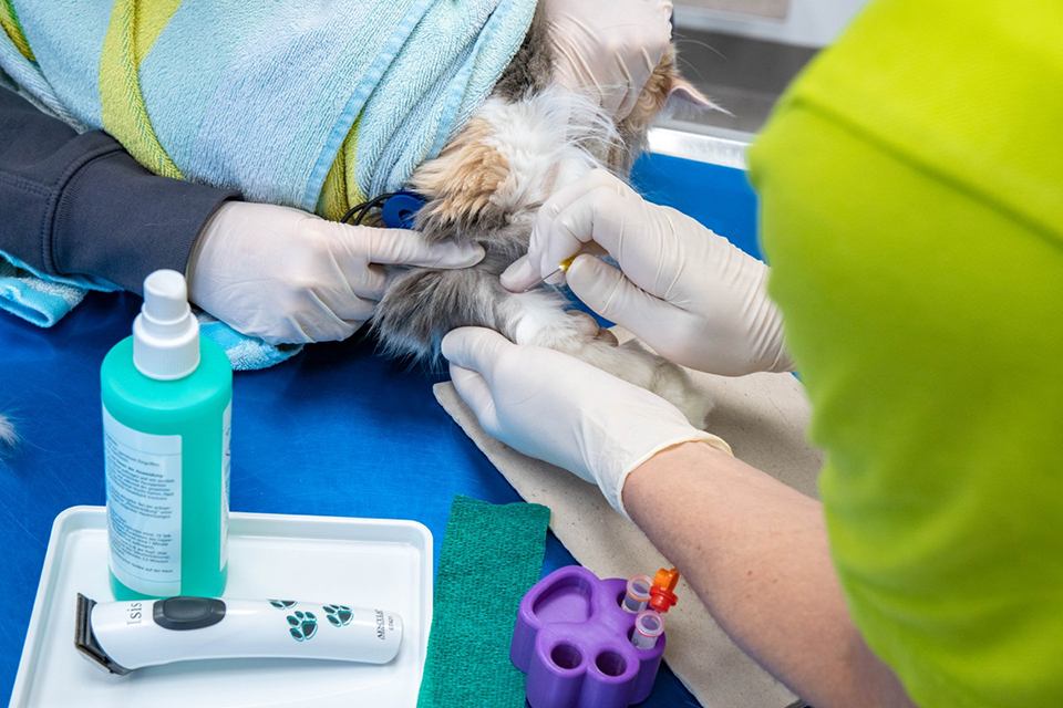 Einer Katze wird Blut abgenommen