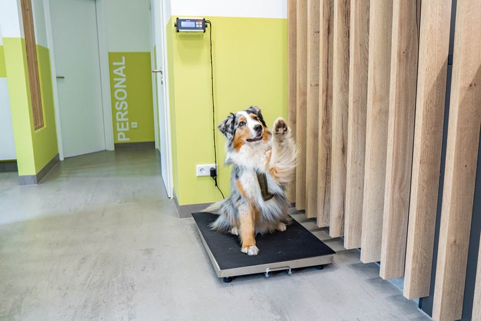 Hund auf der Waage gibt Pfote